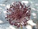 2008_06250489