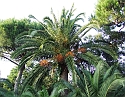 2008_06250508