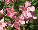 2008_06280462