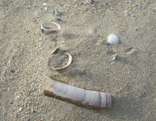 2008_1026_thuis0032.JPG - Seashell
