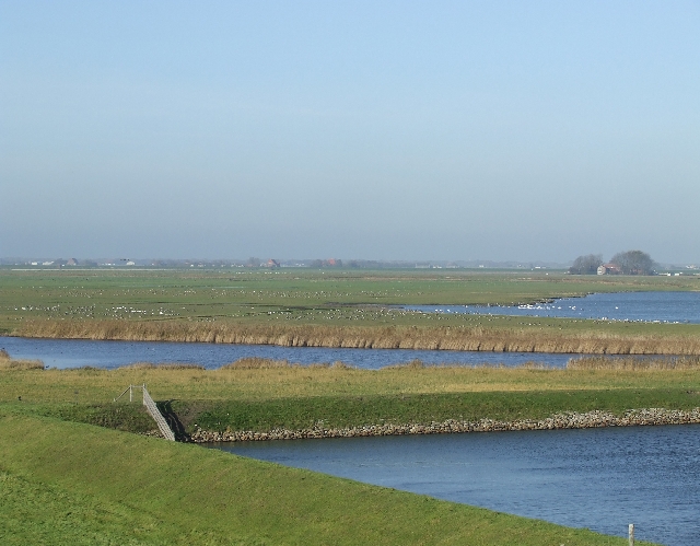 2008_1109_Texel0019.JPG - Birds Everywhere