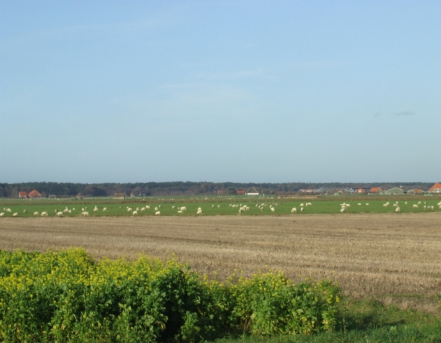 2008_1109_Texel0031.JPG - Sheep Everywhere