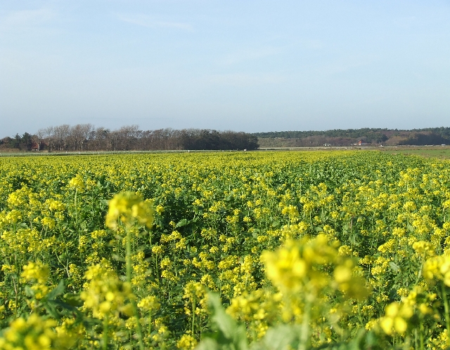 2008_1109_Texel0032.JPG - Yellow