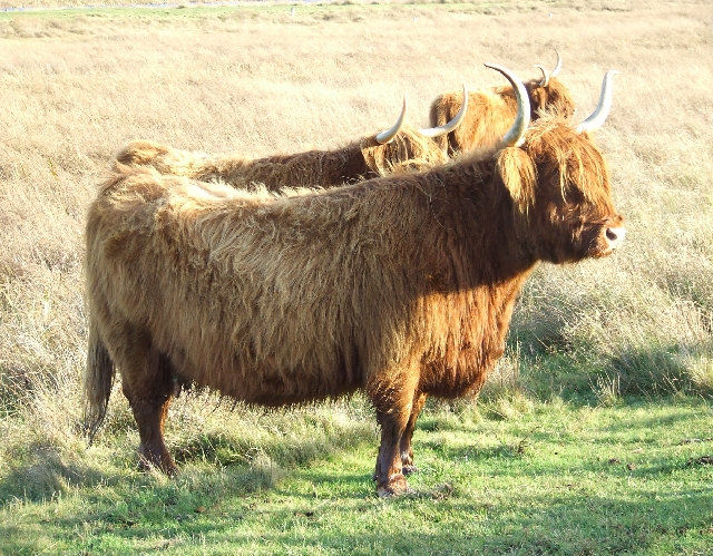 2008_1109_Texel0037.JPG - Don't make my Angry