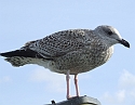 2008_1026_thuis0015