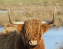 2008_1109_Texel0035