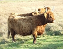 2008_1109_Texel0037