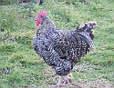 2008_1109_Texel0051