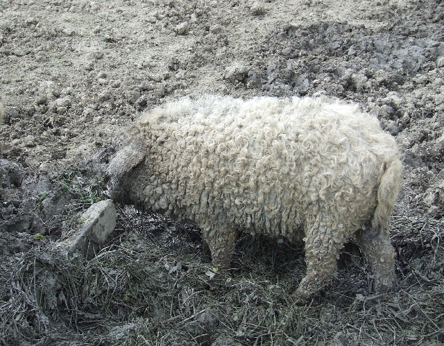 2008_0503_thuis0096.JPG - Sheep or Pig?