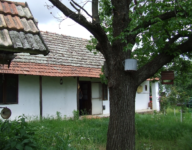 2008_0503_thuis0102.JPG - Old Tree