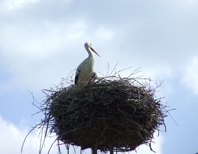 2008_0503_thuis0108.JPG - Beautiful
