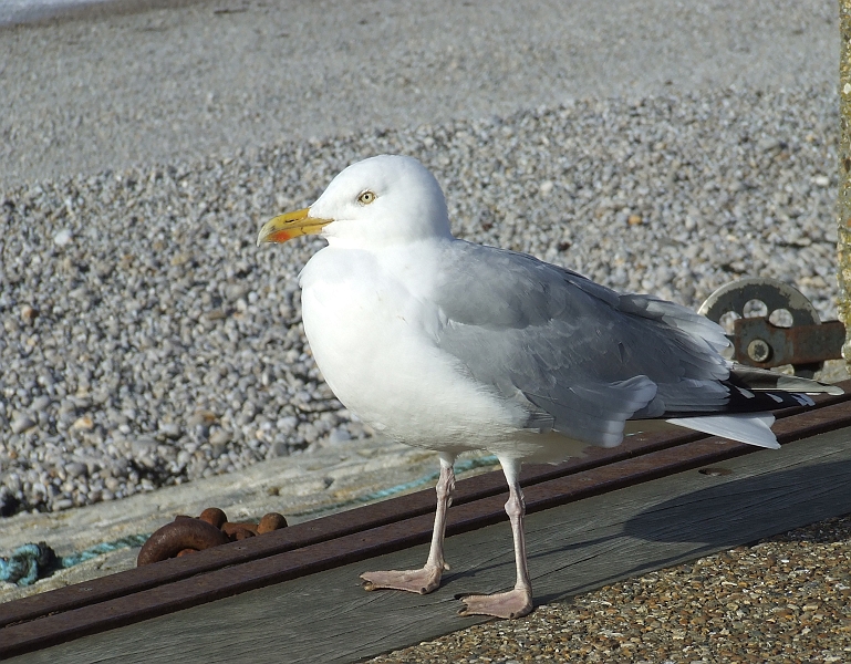 2009_0311_Normandie_Maart0035.JPG - Seagull