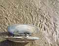 2009_0311_Normandie_Maart0050