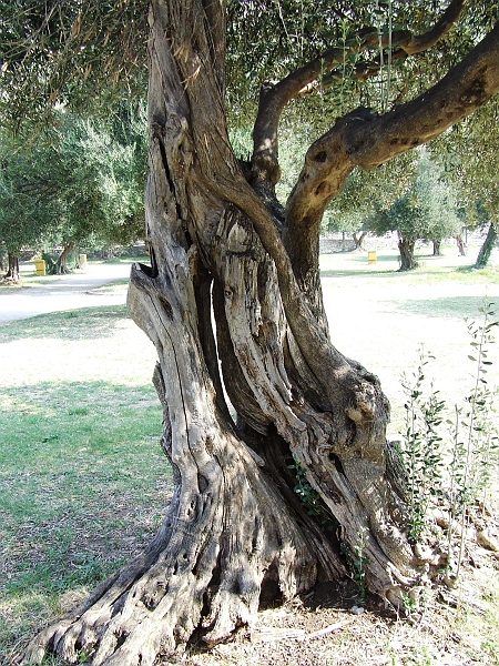 2009_0929_croatie0042.JPG - And his Tree