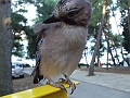 2009_0926_croatie0110