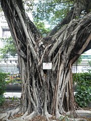 DSCF5387
