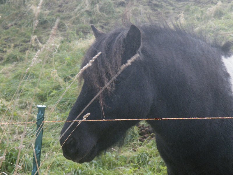 DSCF4245.JPG - Shetland Famous