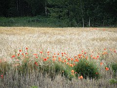 DSCF5017