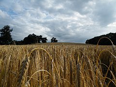 DSCF5019