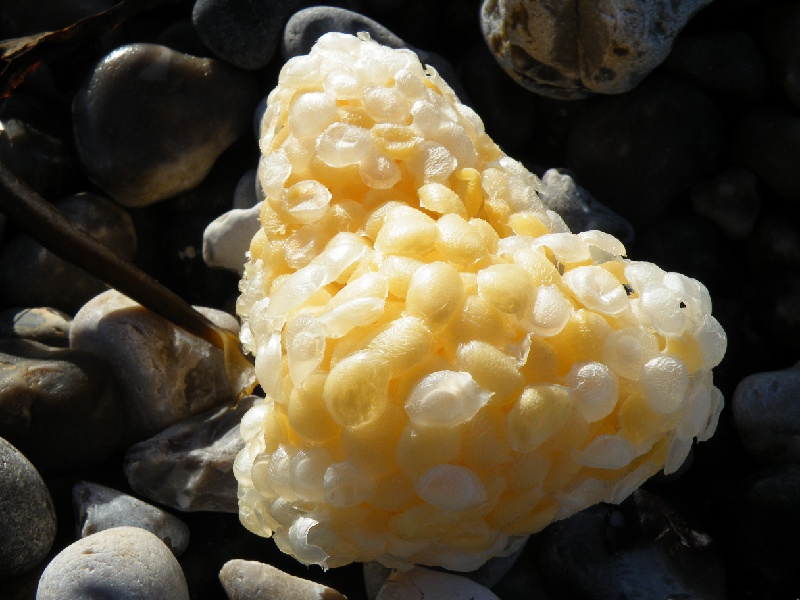 DSCF7454.JPG