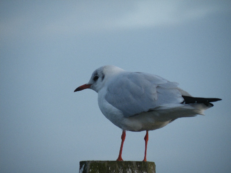 DSCF7076.JPG