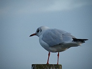 DSCF7076