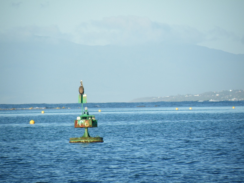 DSCF7610.JPG - The reef