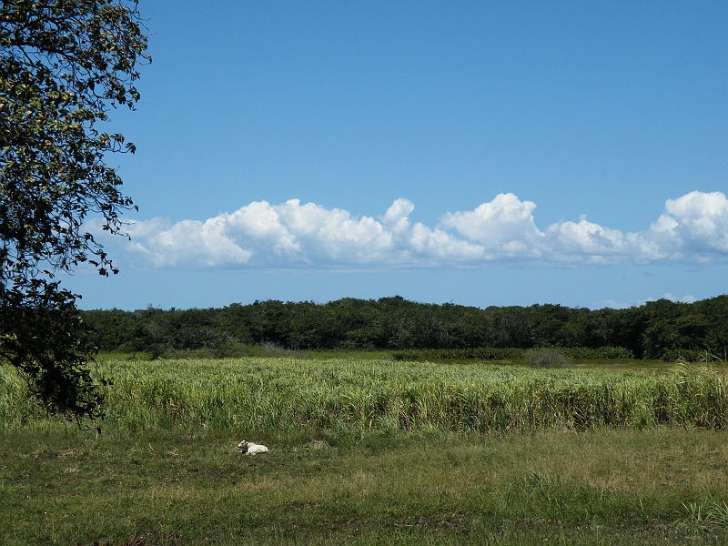 DSCF7691.JPG - Suckercane for Rum