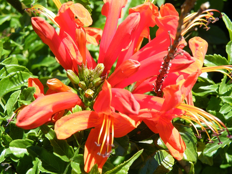 DSCF7717.JPG