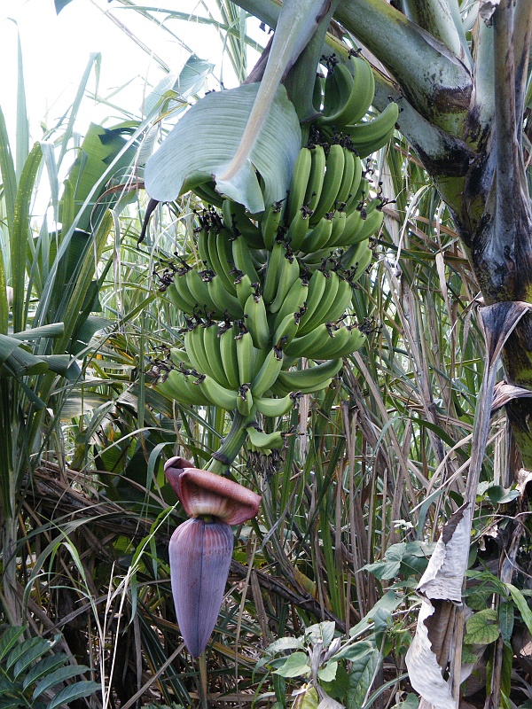 DSCF7763.JPG - Bananaplant