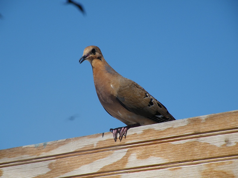 DSCF7878.JPG