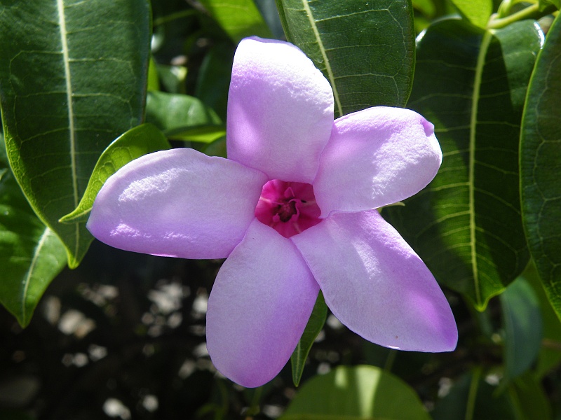 DSCF8125.JPG