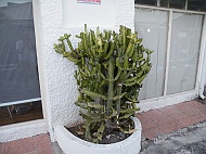 DSCF7595