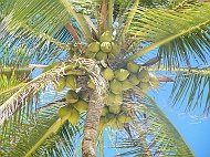 DSCF7733