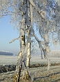 2007_1222_December0041