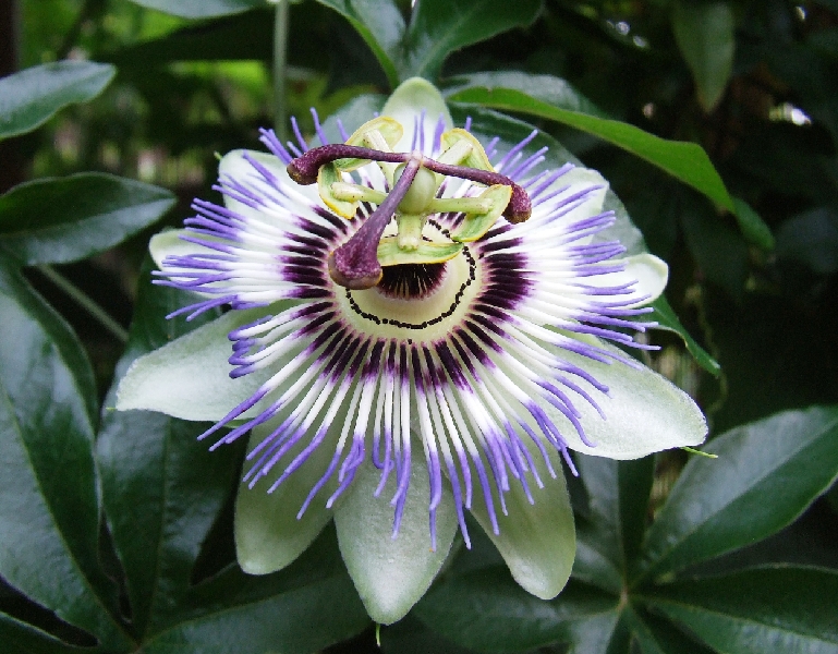 2008_0806_thuis0015.JPG - PassieFlower