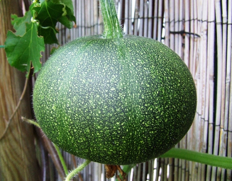 2008_0806_thuis0016.JPG - Still Growing
