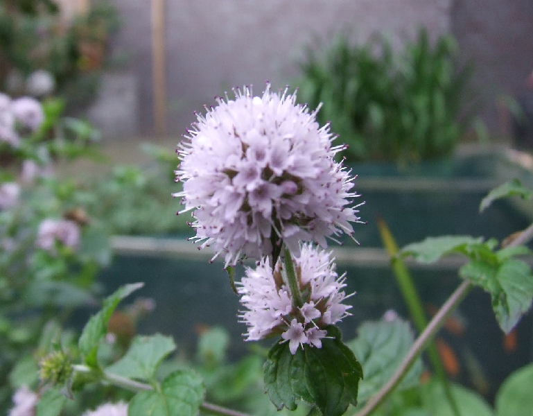 2008_0806_thuis0019.JPG - Light Purple