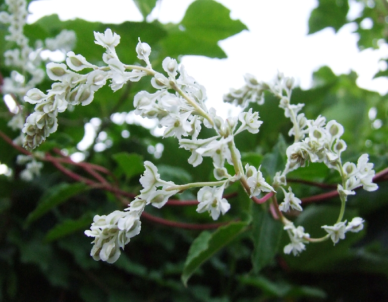 2008_0806_thuis0021.JPG - White