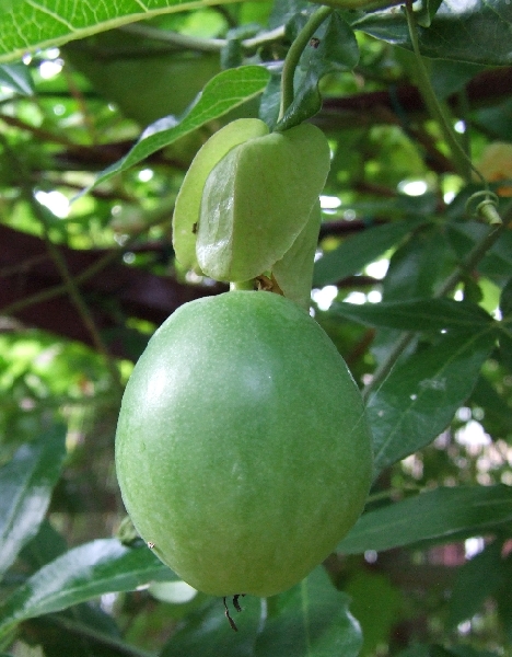 2008_0806_thuis0022.JPG - The Fruit