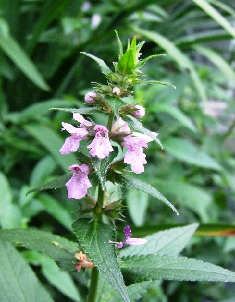 2008_0806_thuis0033.JPG - Light Purple