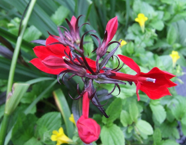 2008_0824_thuis0033.JPG - Extreme Red