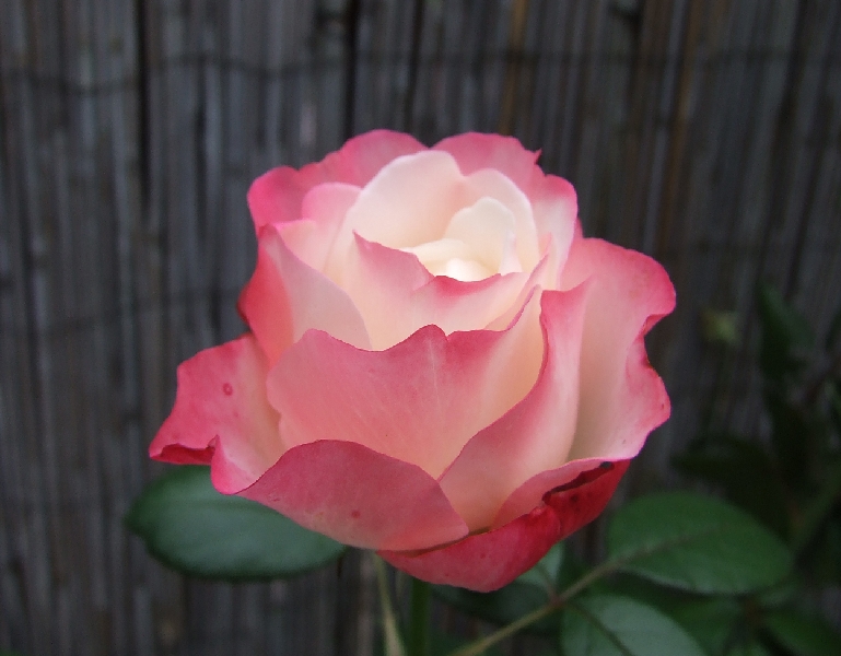2008_0824_thuis0038.JPG - It is real