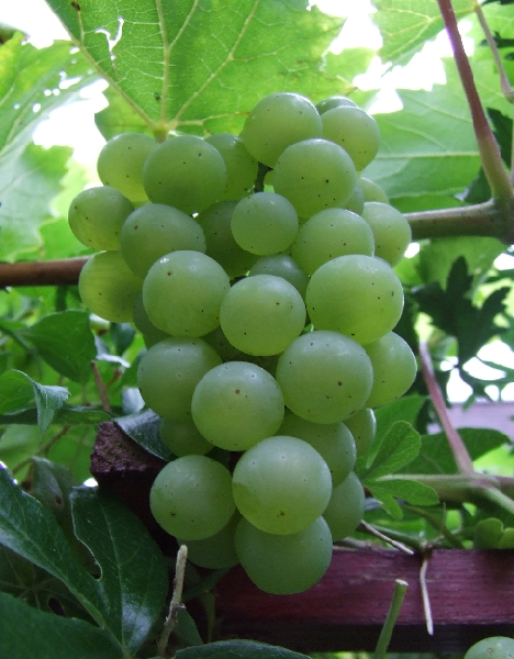 2008_0824_thuis0039.JPG - Wine, Rouge or Blanc