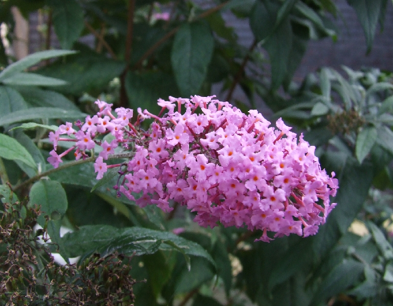 2008_0831_thuis0049.JPG - Purple And waiting for a Butterfly