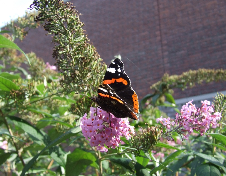 2008_0831_thuis0050.JPG - A small Butterfly