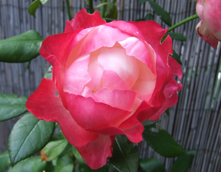 2008_0831_thuis0055.JPG - Closed