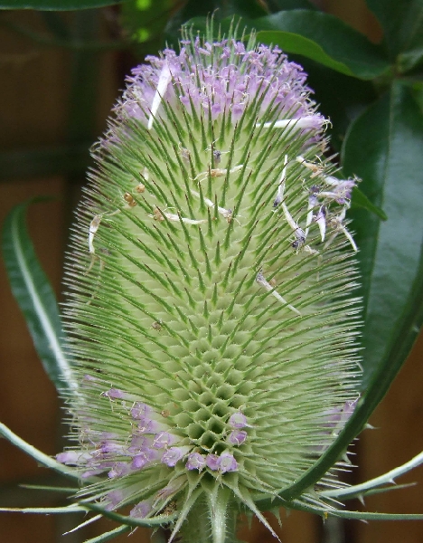 2009_0719_Juli_thuis0029.JPG - Very Beautyful