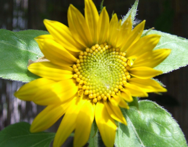 2009_0719_Juli_thuis0043.JPG - Yellow Sunflower