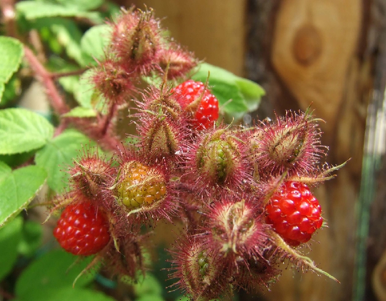 2009_0719_Juli_thuis0044.JPG - Japanese Fruit